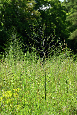 BUITEN BEELD Foto: 435648