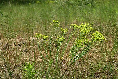 BUITEN BEELD Foto: 435649