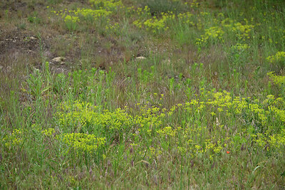BUITEN BEELD Foto: 435650