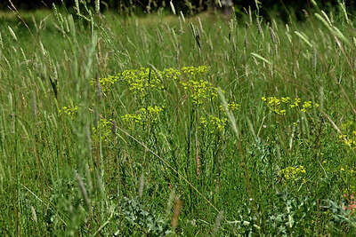 BUITEN BEELD Foto: 435651