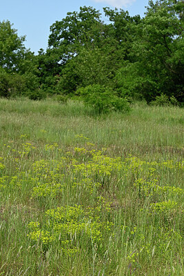 BUITEN BEELD Foto: 435653
