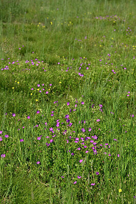BUITEN BEELD Foto: 435654