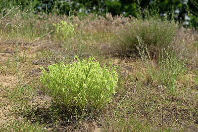 BUITEN BEELD Foto: 435655