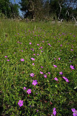 BUITEN BEELD Foto: 435656
