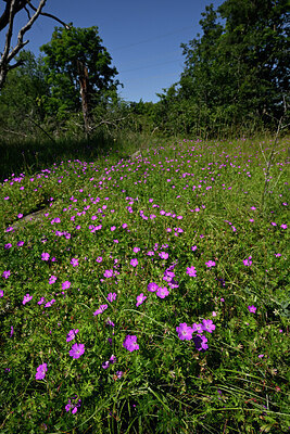 BUITEN BEELD Foto: 435657