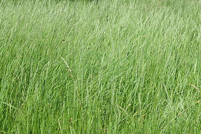 BUITEN BEELD Foto: 435659