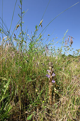 BUITEN BEELD Foto: 435660