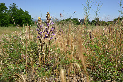 BUITEN BEELD Foto: 435662