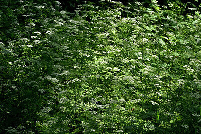 BUITEN BEELD Foto: 435665