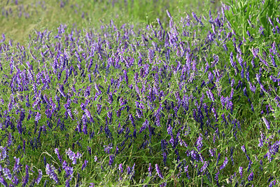 BUITEN BEELD Foto: 435667