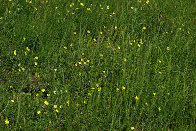 BUITEN BEELD Foto: 435668