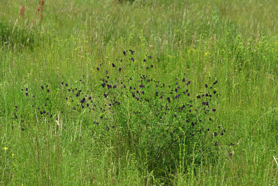 BUITEN BEELD Foto: 435670
