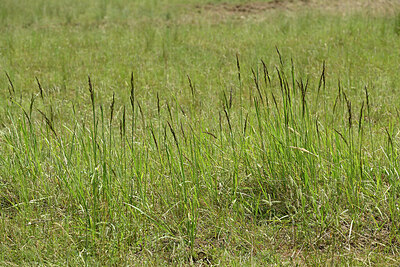 BUITEN BEELD Foto: 435672