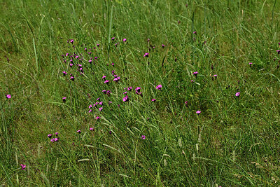 BUITEN BEELD Foto: 435673