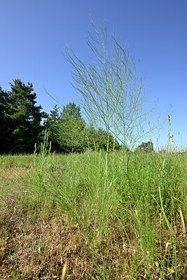 BUITEN BEELD Foto: 435676