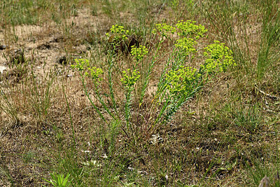 BUITEN BEELD Foto: 435677