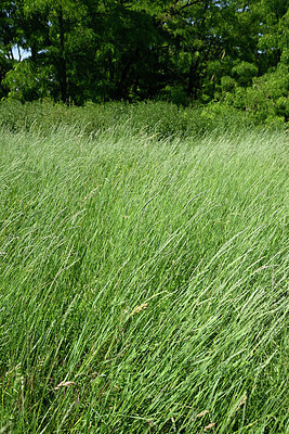BUITEN BEELD Foto: 435679