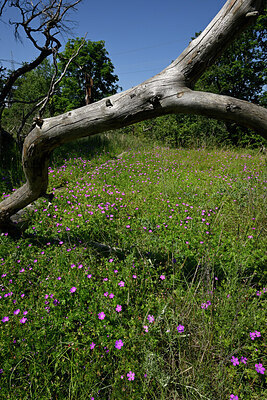 BUITEN BEELD Foto: 435681