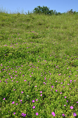 BUITEN BEELD Foto: 435683