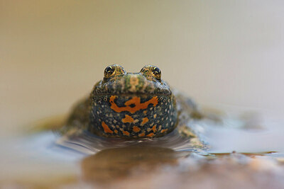 BUITEN BEELD Foto: 435686