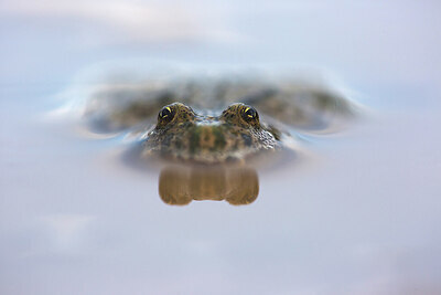 BUITEN BEELD Foto: 435687