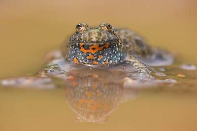 BUITEN BEELD Foto: 435688