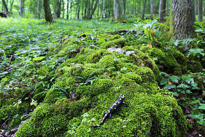 BUITEN BEELD Foto: 435690