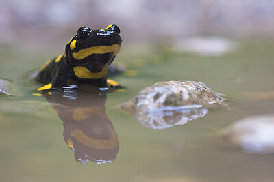 BUITEN BEELD Foto: 435691