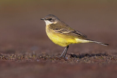 BUITEN BEELD Foto: 435693