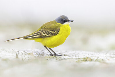 BUITEN BEELD Foto: 435694