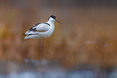 BUITEN BEELD Foto: 435695