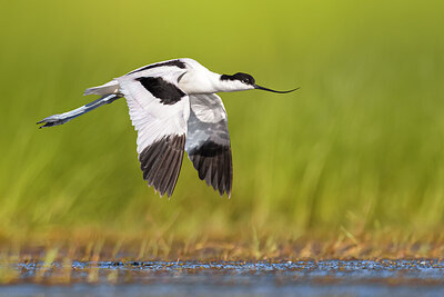 BUITEN BEELD Foto: 435699