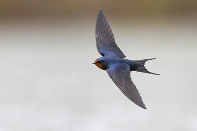 BUITEN BEELD Foto: 435701