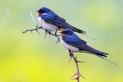 BUITEN BEELD Foto: 435703