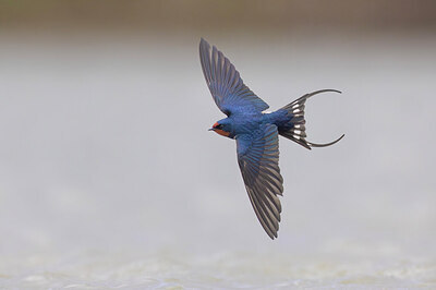 BUITEN BEELD Foto: 435704