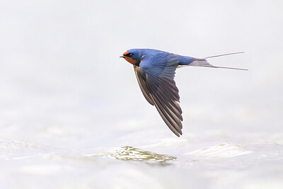 BUITEN BEELD Foto: 435705