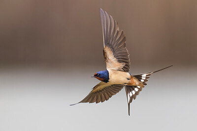 BUITEN BEELD Foto: 435706