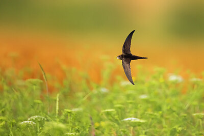 BUITEN BEELD Foto: 435709