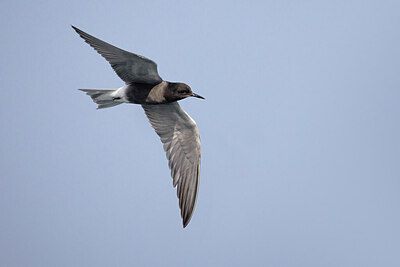 BUITEN BEELD Foto: 435711
