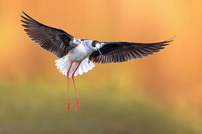 BUITEN BEELD Foto: 435719