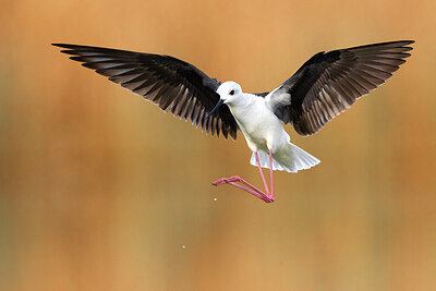 BUITEN BEELD Foto: 435722