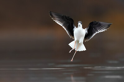 BUITEN BEELD Foto: 435723
