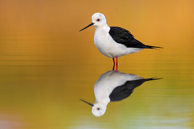 BUITEN BEELD Foto: 435728