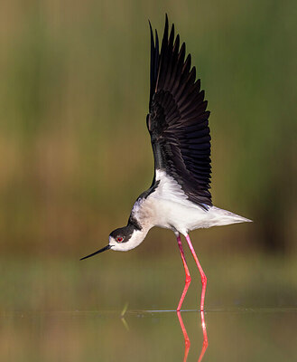 BUITEN BEELD Foto: 435735