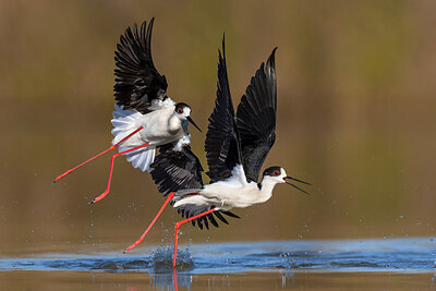 BUITEN BEELD Foto: 435736