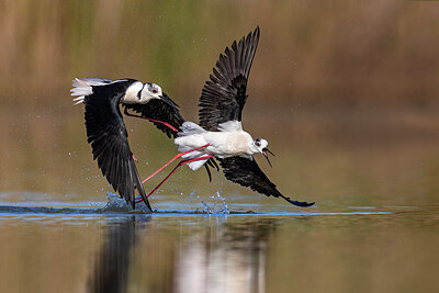 BUITEN BEELD Foto: 435737