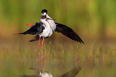 BUITEN BEELD Foto: 435739