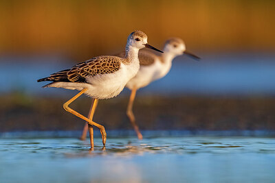BUITEN BEELD Foto: 435740