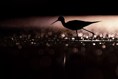 BUITEN BEELD Foto: 435745