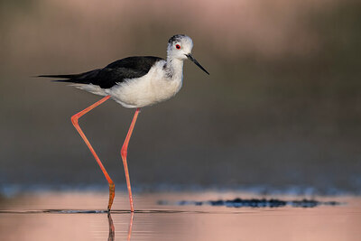 BUITEN BEELD Foto: 435747